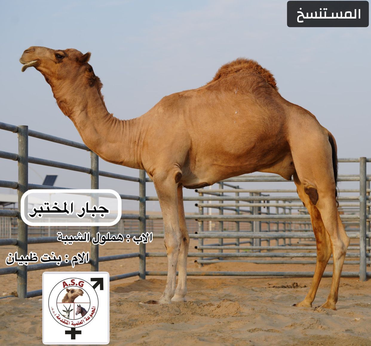 جبار