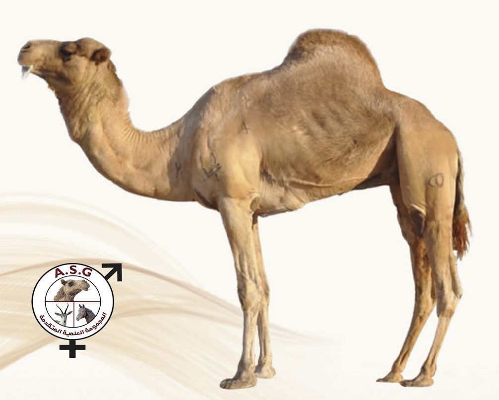 غازي