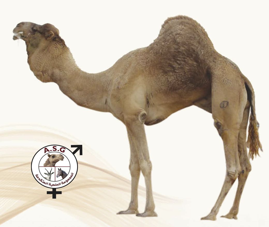 مشغل