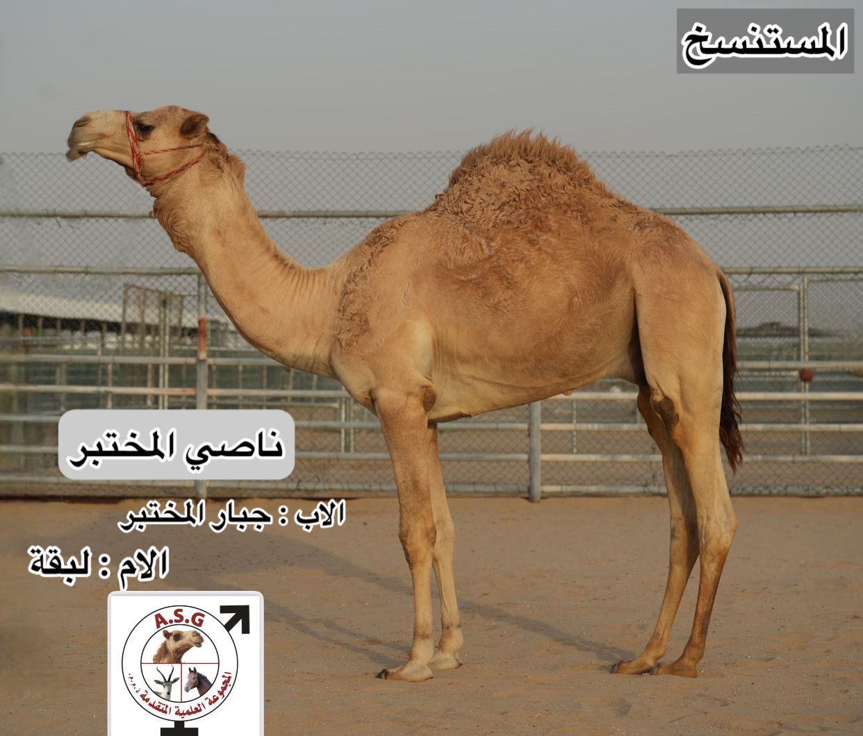 ناصي