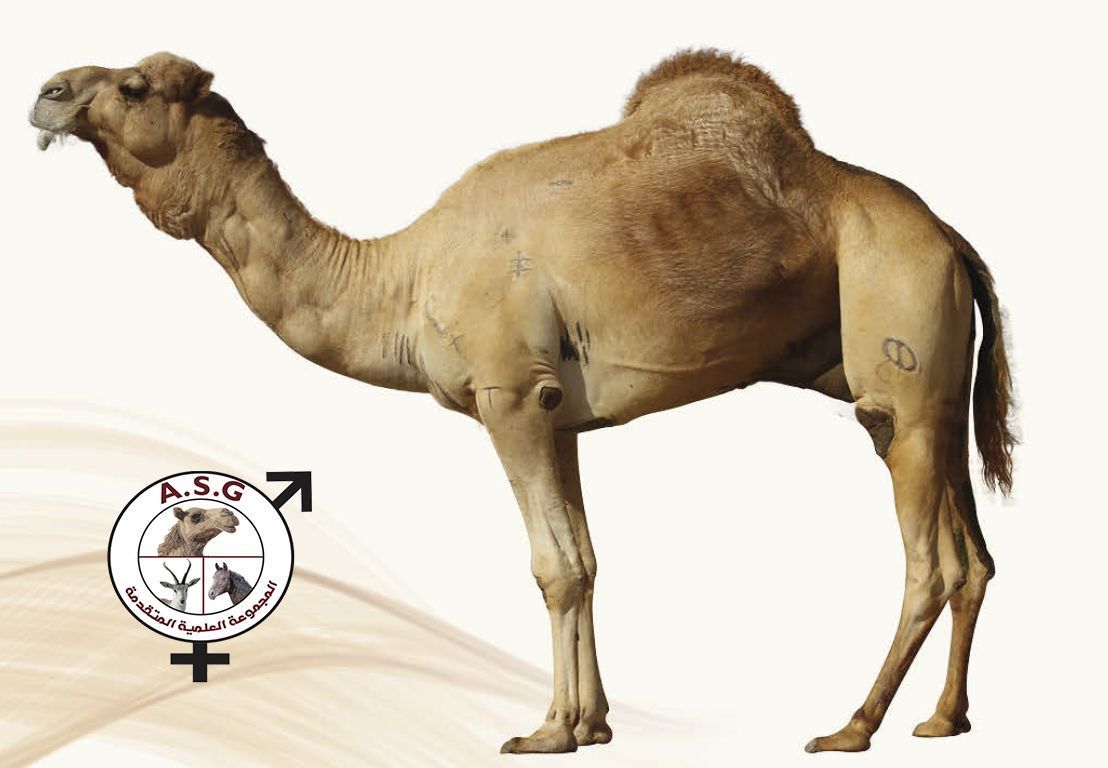 الطف