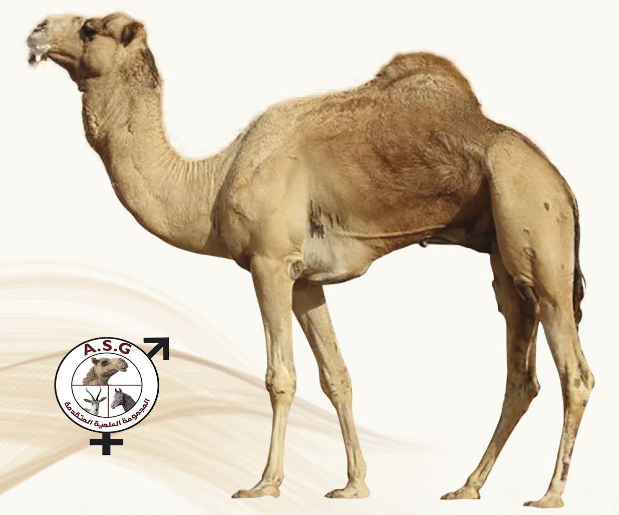جبار ولد لحقة