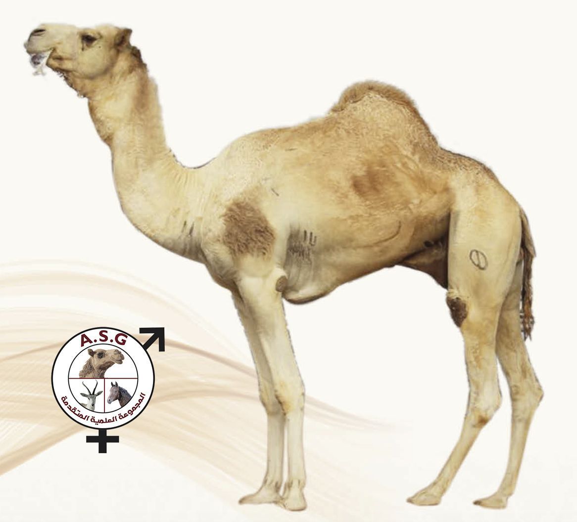 ميسور