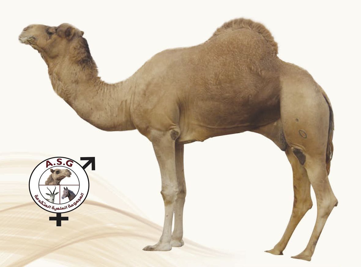 ولد زعفرانة