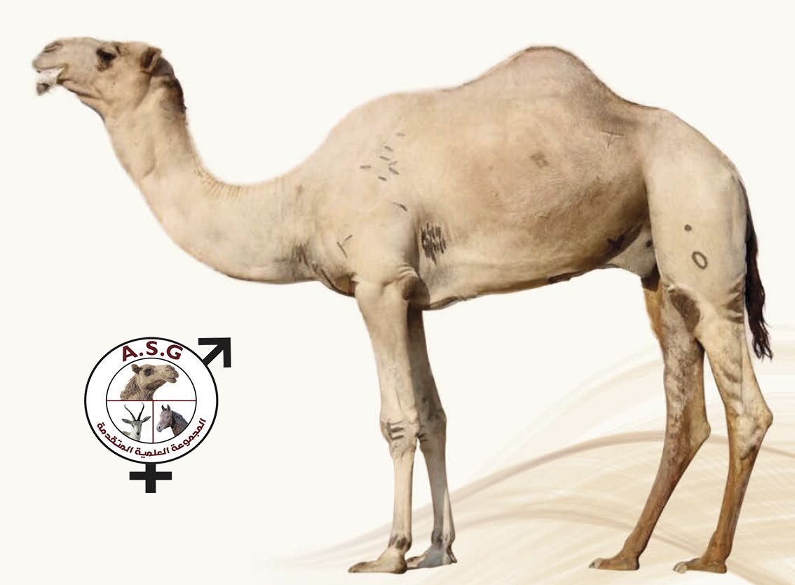 هياض