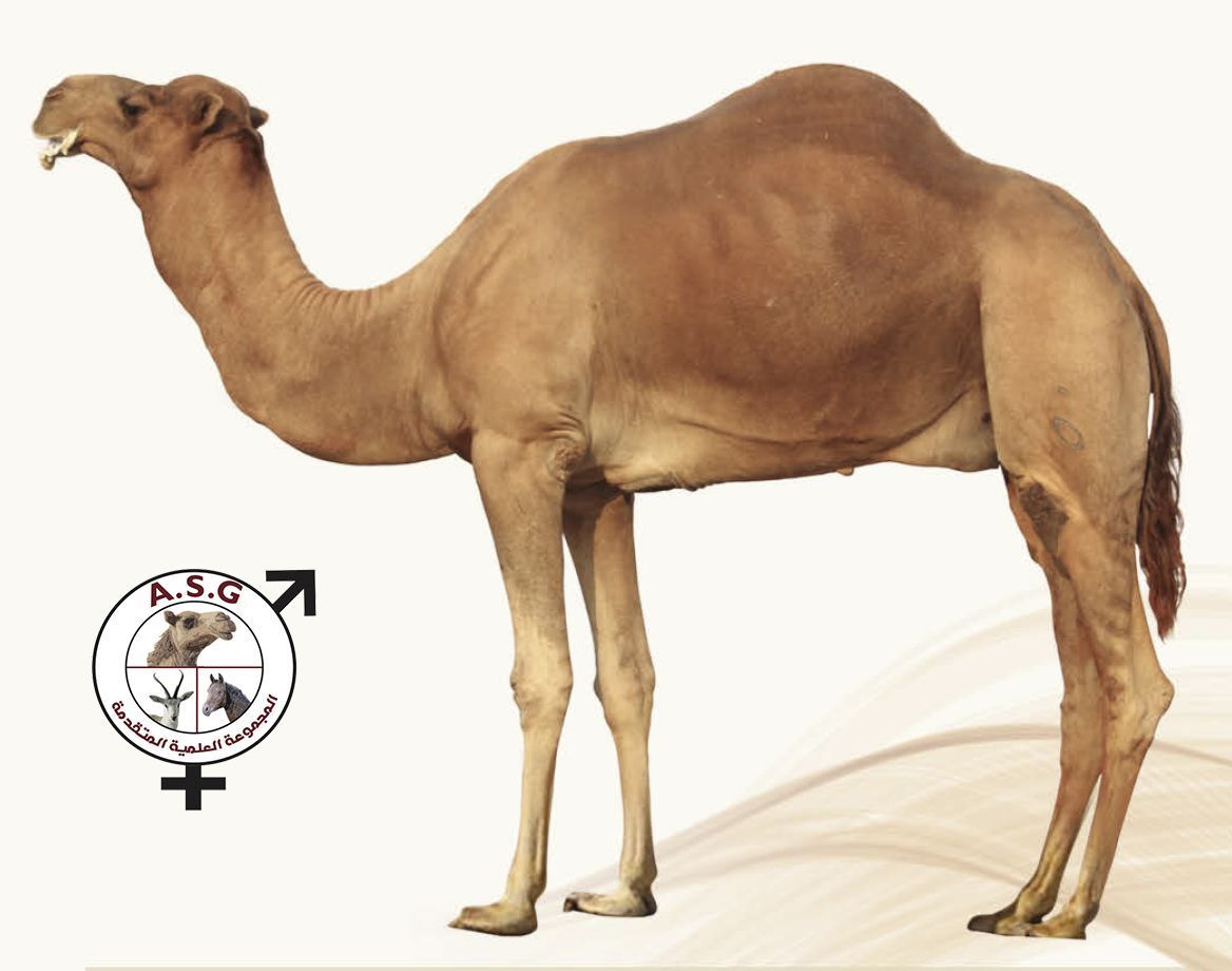منادي