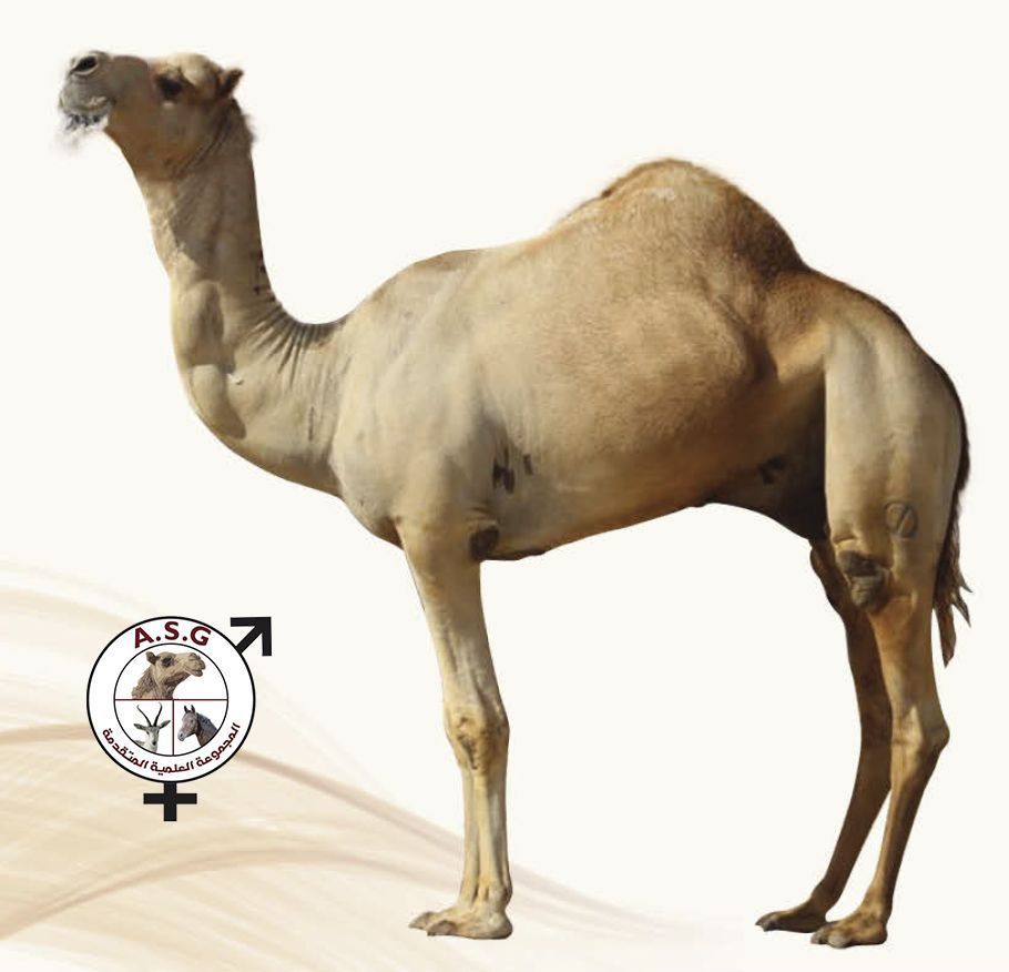 الفايز