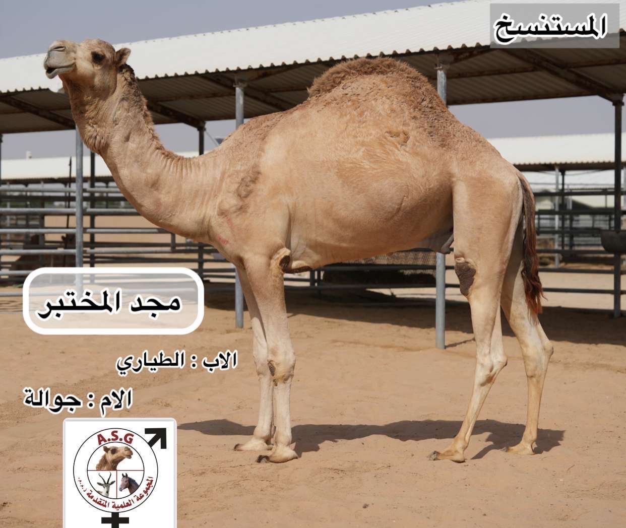 مجد