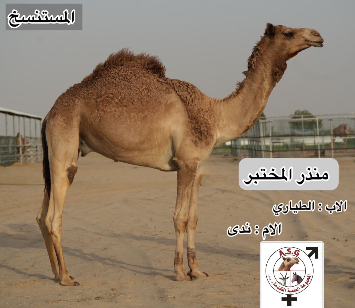 منذر