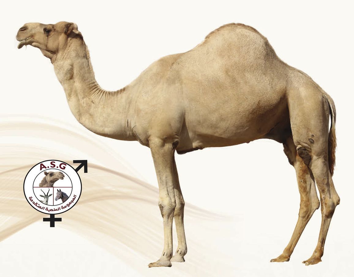مغادر
