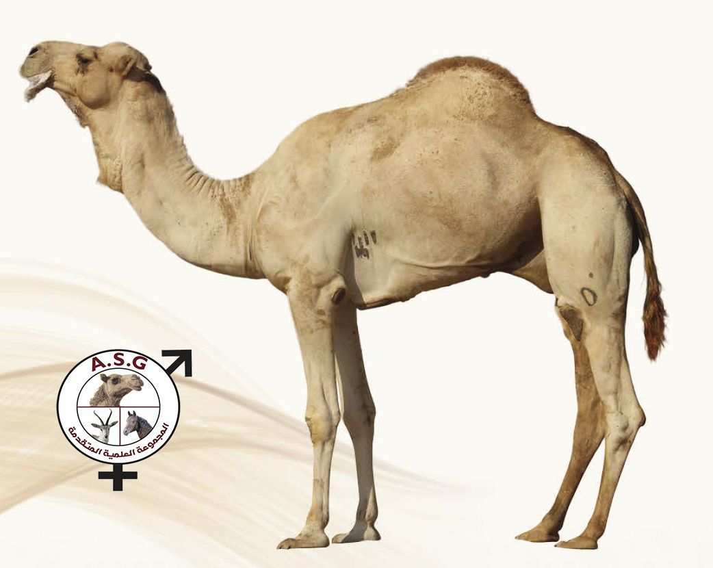 الطيار