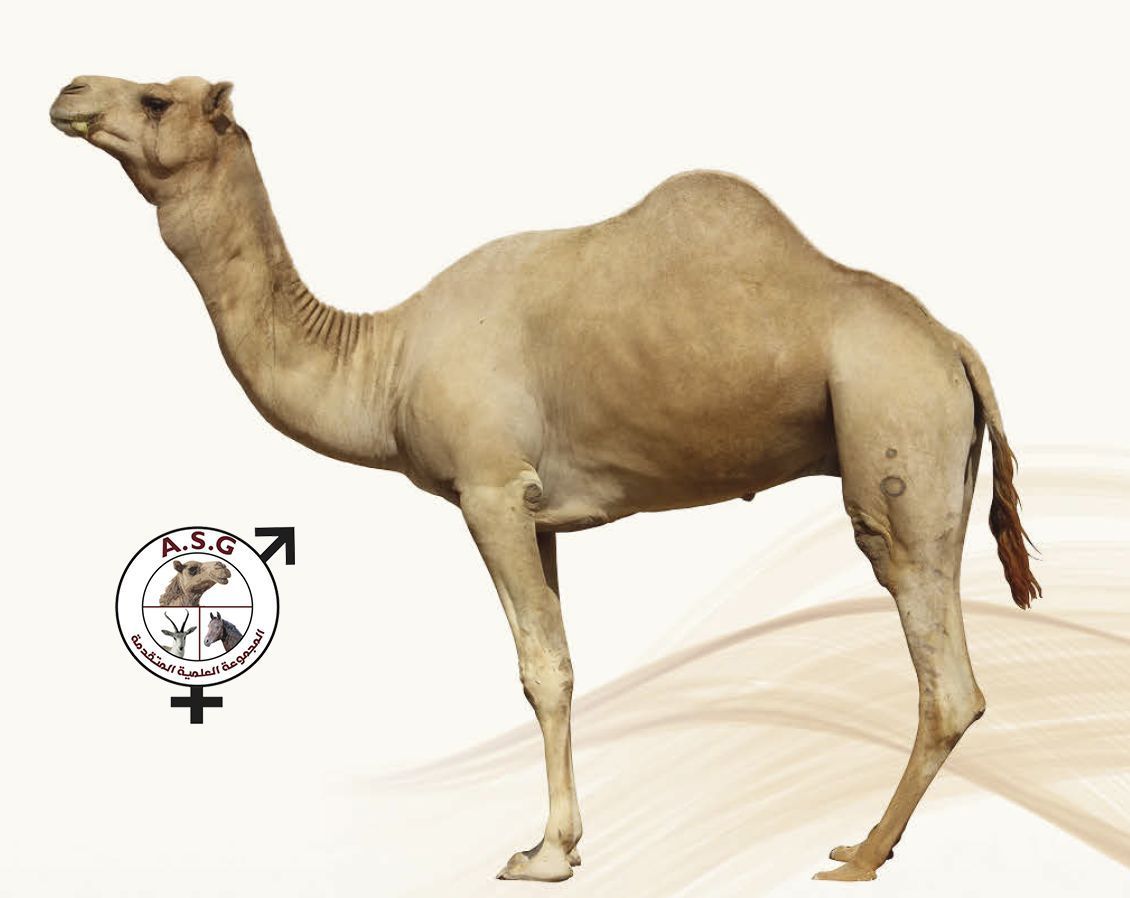 ولد الهبيبة