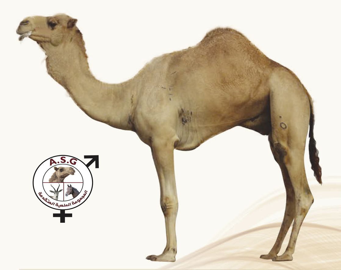 ضاري