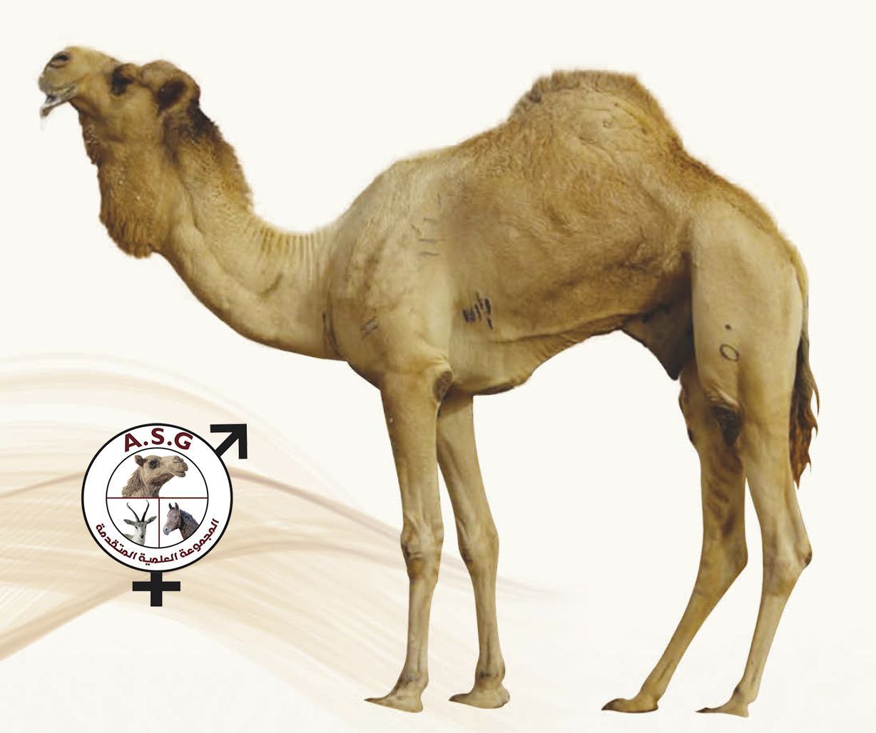 الشامخ