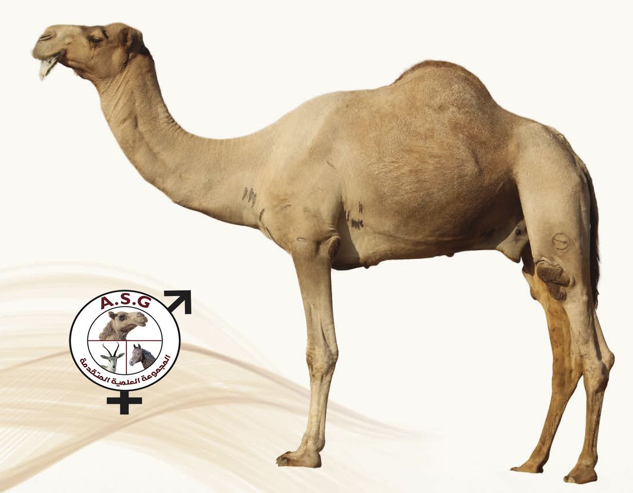 الشمالي