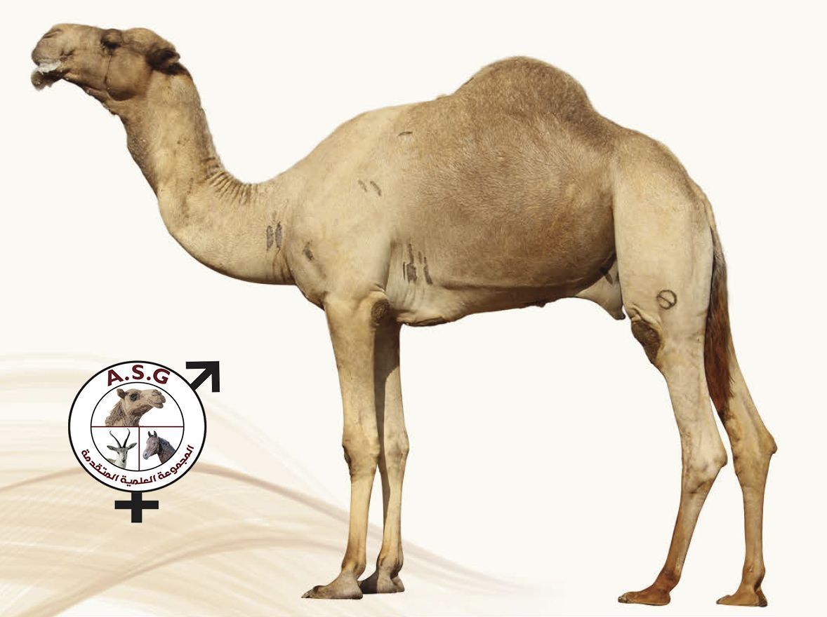 شاهين الغربية
