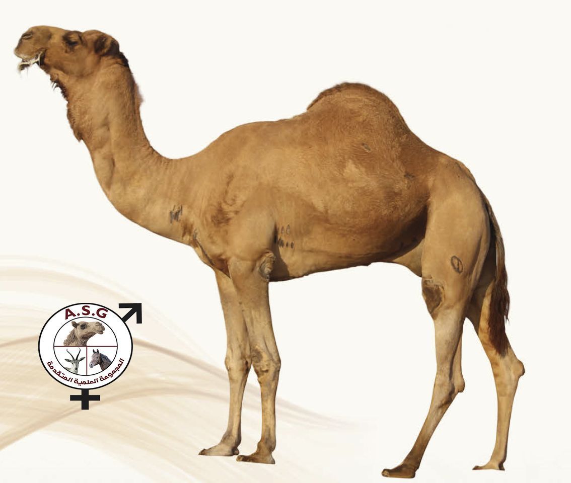 مياس ولد سمحة