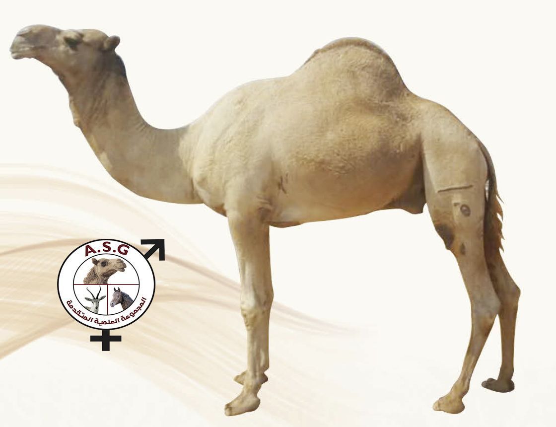 الغربي