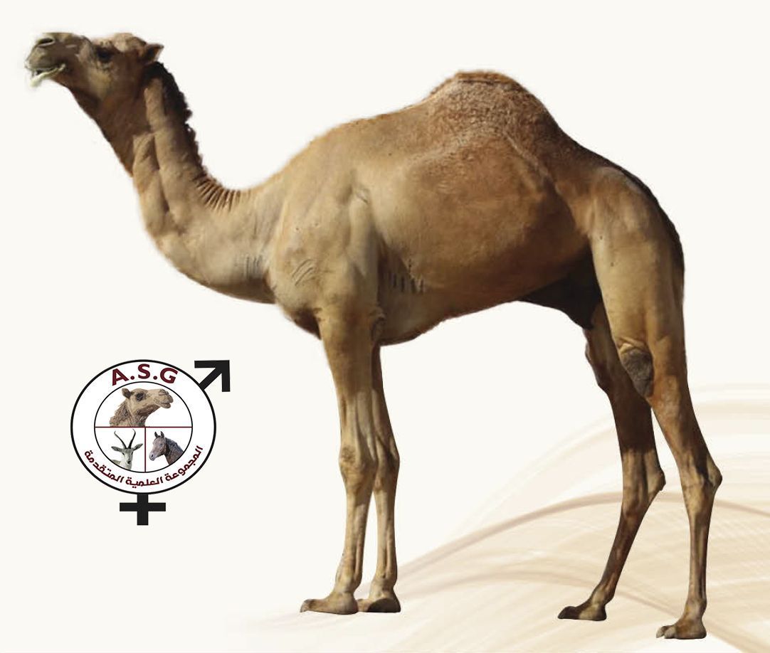 بارود