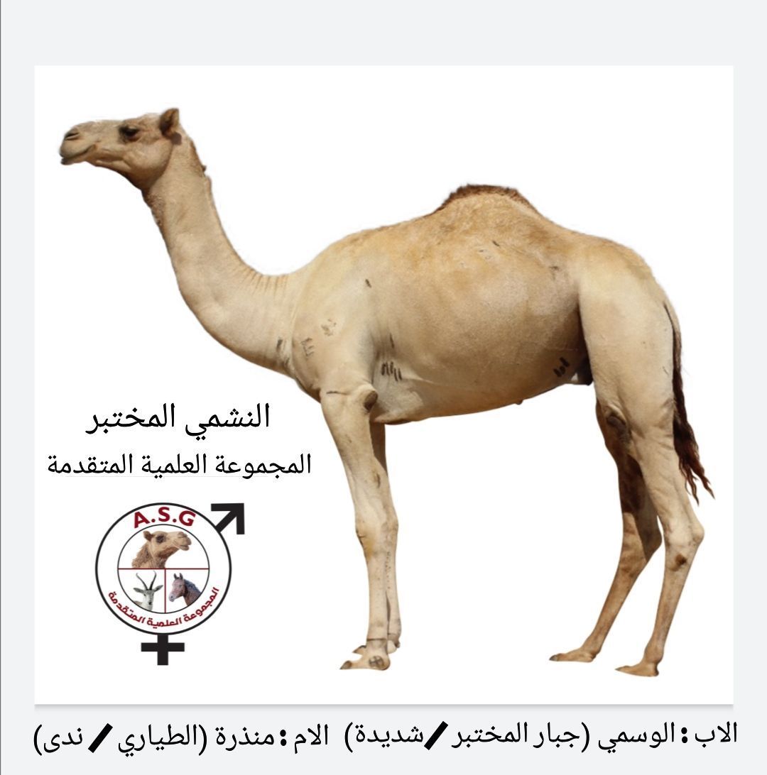 النشمي