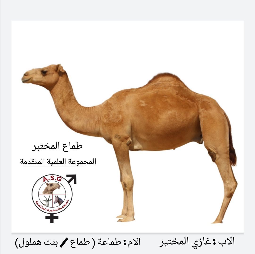 طماع