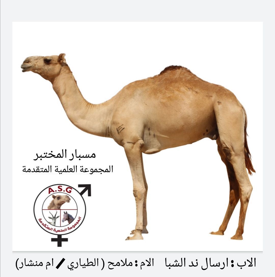 مسبار
